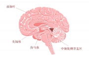 腦科學(xué)告訴你：為何這么多學(xué)生一天到晚變得“死氣沉沉”？